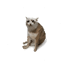 Cash Cat (CASHCAT) - Icon